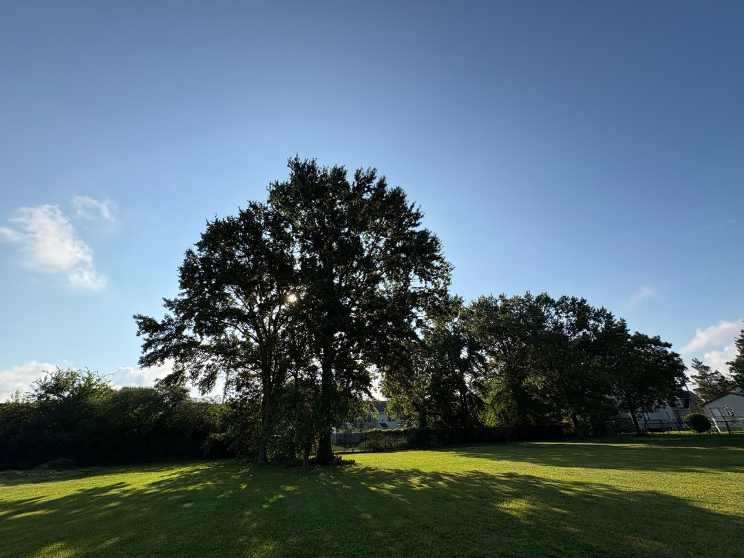 The garden today
